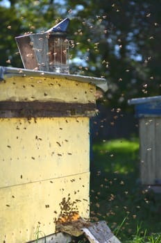 Beehive in apiary