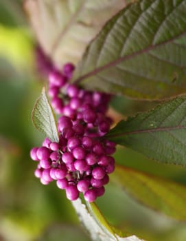 Love pearl bush