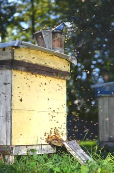 Beehive in apiary
