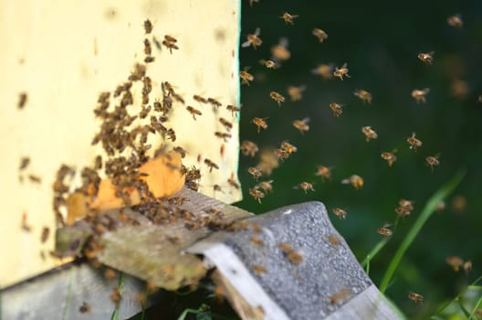 Plenty of bees at the entrance of beehive in apiary