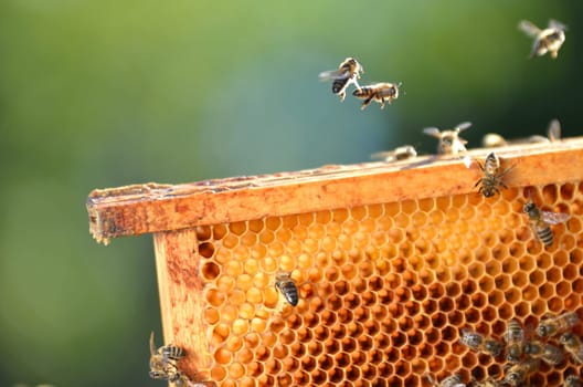 Bees on honeycomb