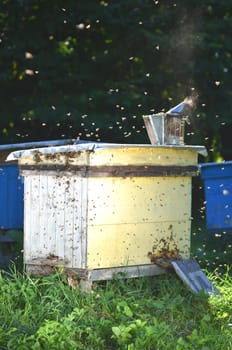 Beehive in apiary