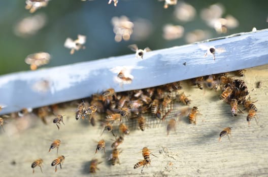A swarm of bees trying to get into a beehive through a vent