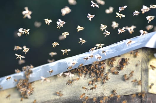 A swarm of bees trying to get into a beehive through a vent