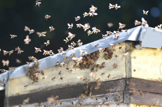 A swarm of bees trying to get into a beehive through a vent