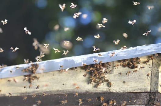 A swarm of bees trying to get into a beehive through a vent
