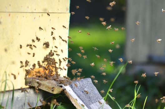 Plenty of bees at the entrance of beehive in apiary