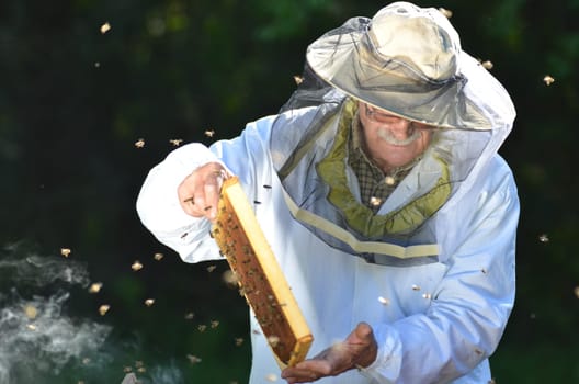 Experienced senior beekeeper making inspection in apiary after summer season