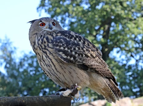 Eagle owl (Bubo bubo)