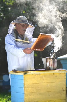 Experienced senior beekeeper making inspection in apiary after summer season