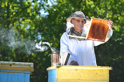 Experienced senior beekeeper making inspection in apiary after summer season