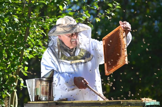 Experienced senior beekeeper making inspection in apiary after summer season