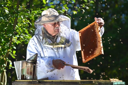 Experienced senior beekeeper making inspection in apiary after summer season