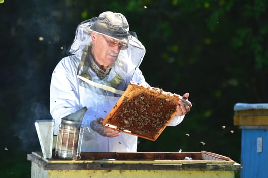 Experienced senior beekeeper making inspection in apiary after summer season