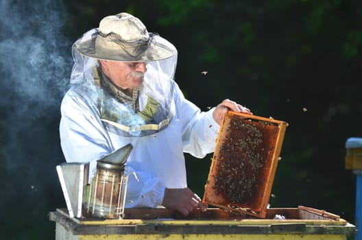 Experienced senior beekeeper making inspection in apiary after summer season