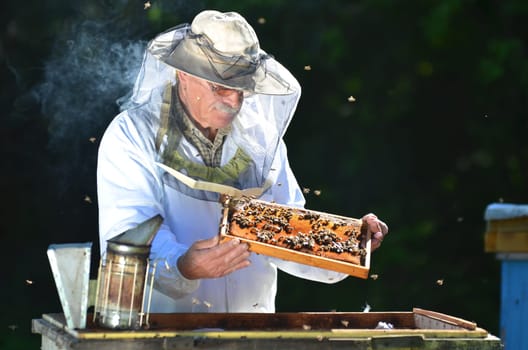 Experienced senior beekeeper making inspection in apiary after summer season