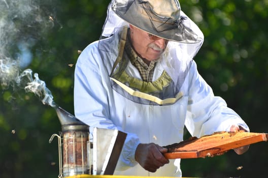Experienced senior beekeeper making inspection in apiary after summer season
