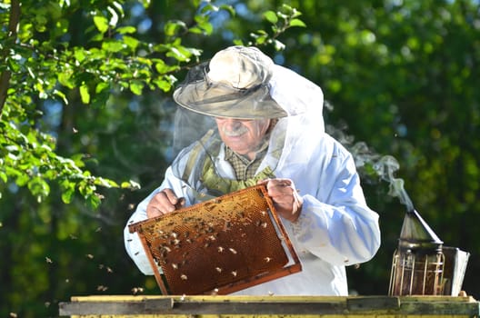 Experienced senior beekeeper making inspection in apiary after summer season