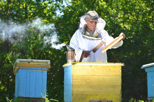 Experienced senior beekeeper making inspection in apiary after summer season