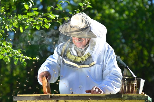 Experienced senior beekeeper making inspection in apiary after summer season