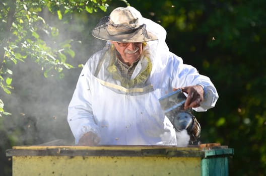 Experienced senior beekeeper making inspection in apiary after summer season