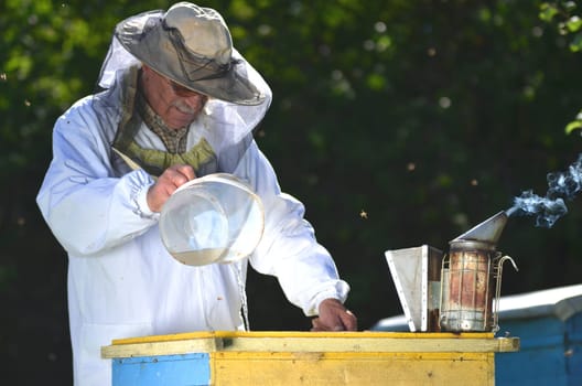 Experienced senior beekeeper pouring syrup into a feeder in apiary before winter season