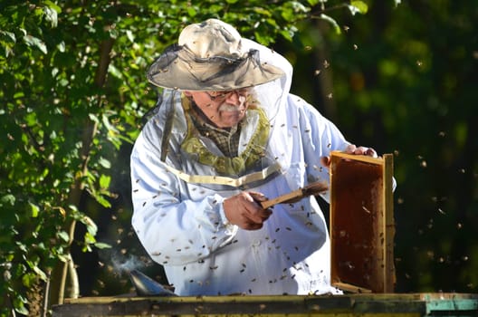 Experienced senior beekeeper making inspection in apiary after summer season