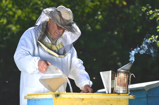 Experienced senior beekeeper pouring syrup into a feeder in apiary before winter season