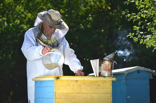Experienced senior beekeeper pouring syrup into a feeder in apiary before winter season