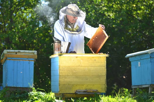 Experienced senior beekeeper making inspection in apiary after summer season