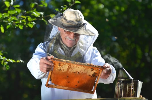 Experienced senior beekeeper making inspection in apiary after summer season