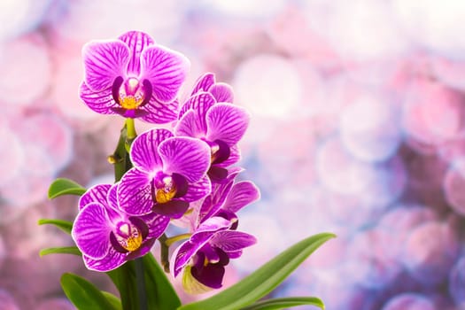 Beautiful pink orchid  - phalaenopsis