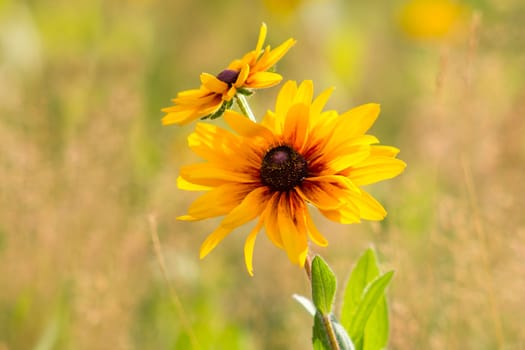 Rudbeckia flowers in nature