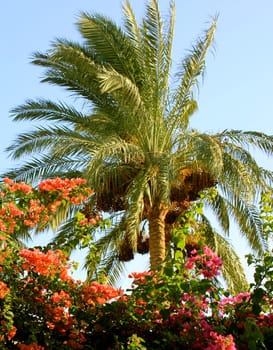 Palm tree at sunset light