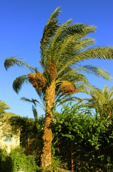 Palm tree at sunset light