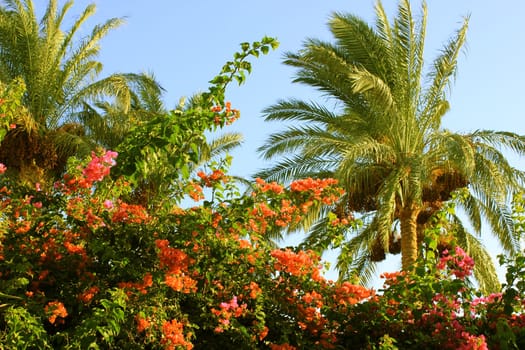 Palm tree at sunset light