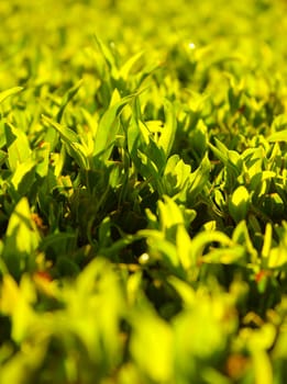 green grass background