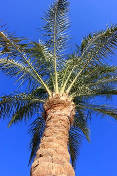 Palm tree at sunset light
