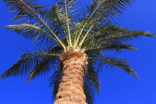 Palm tree at sunset light