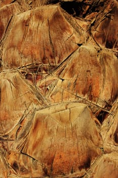 old trunk of the palm tree background