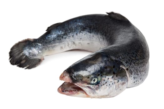 raw salmon isolated on white