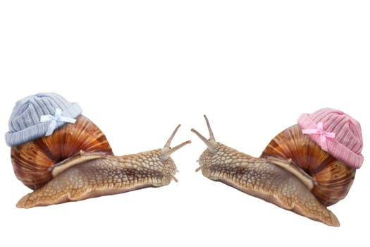 Two baby snail with knitted hats,insulated on white