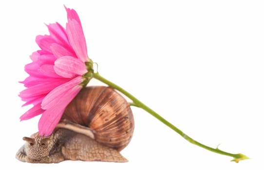 Snail mobile house