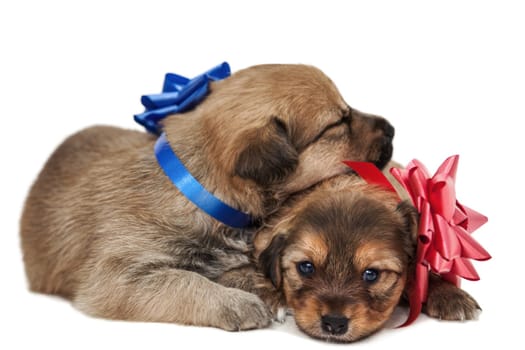 Two puppies with bows,cut-off on white