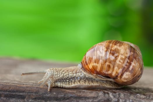 Snail Mobile sweet Home in garden
