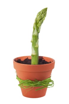 Green asparagus in flower pot