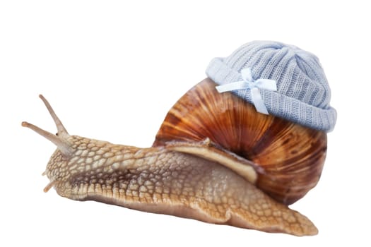 Baby snail wears blue knitted cap,insulated on white