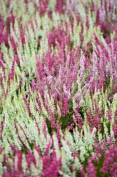 Heather
