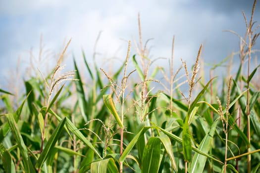 Cornfield