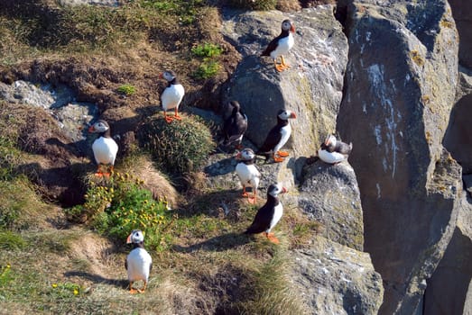 puffin in Vik in Iceland